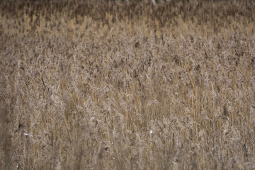 Grass swaying in the wind in the snowy Russian field