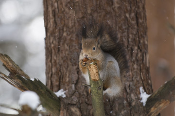 A squirrel on a branch in a winter forest eats hazelnuts, keeping it in its paws