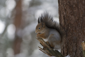 Naklejka na ściany i meble A squirrel on a branch in a winter forest eats hazelnuts, keeping it in its paws