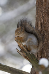 Naklejka na ściany i meble A squirrel on a branch in a winter forest eats hazelnuts, keeping it in its paws