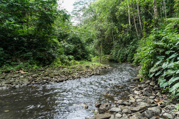 Fluss durch einen Dschungel mit Steinufer