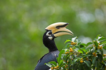 Oriental Pied Hornbill (Anthracoceros albirostris) on the tree in rainy season at Khao Yai National Park, Thailand