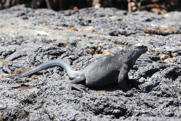 Iguane marin des Galapagos