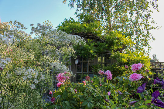 summer house covered in flowering climbing plants and roses, in an English cottage garden 