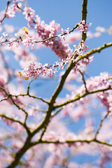 Blossom
