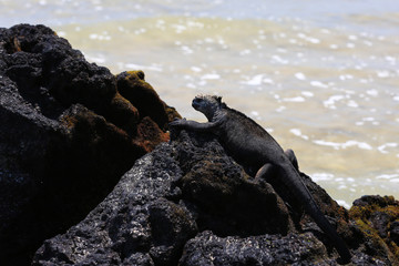 Iguane marin des Galapagos