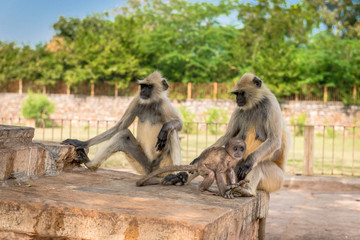 Hanuman Langur Family with Baby in Chittorgarh, Rajasthan