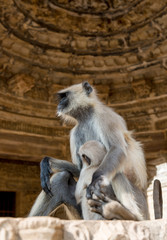 Hanuman Langur Mother with Baby in Chittorgarh, Rajasthan