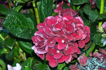 Hydrangea