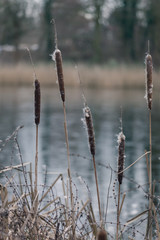 Schilf Röhricht am See Ufer Kalte Winter Landschaft