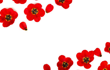 Frame of beautiful flowers red tulips on a white background with space for text. Top view, flat lay.