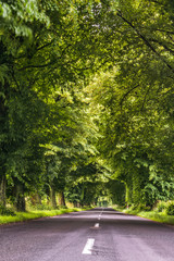 Drzewa rosnące przy drodze. Zielony tunel nad drogą, utworzony przez gałęzie. © art08
