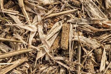 deserted cornfield in winter