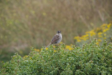 bird