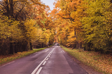 Droga przez las. Jesienny krajobraz z drogą. Drzewa w jesiennych kolorach.