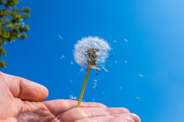 Partly blown dandelion with flying seeds against blue sky