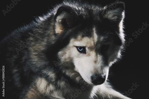 Chien De Race Husky Sibérien Gris Adulte En Studio Sur Fond