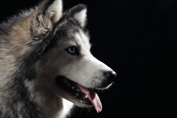 chien de race husky sibérien gris adulte en studio sur fond noir