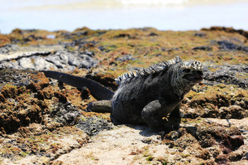 Iguane marin des Galapagos