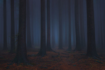Fototapeta premium ciemny i straszny marzycielski las fantazji