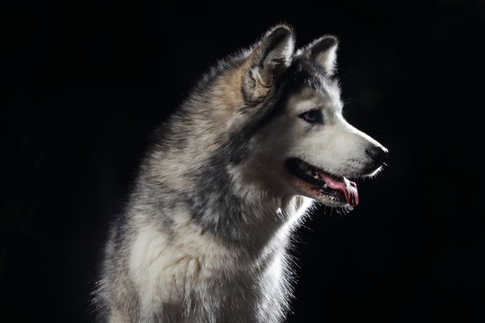 chien de race husky sib&eacute;rien gris adulte en studio sur fond noir