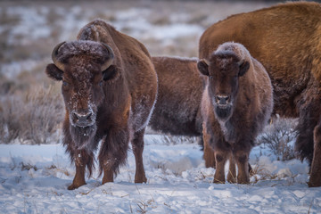 Fototapeta premium Father and Son Bison