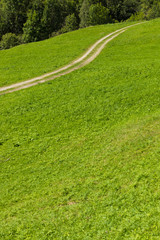 green summer pasture with carrareccia road