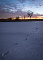 A whitetail deer leaves behind evidence of a night time crossing of a frozen marsh.