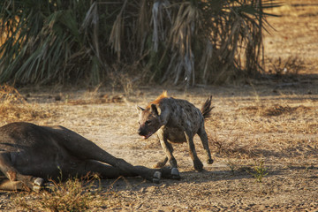 Hyena runnig toward vultures