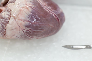 Structure heart of the pig for classroom education.