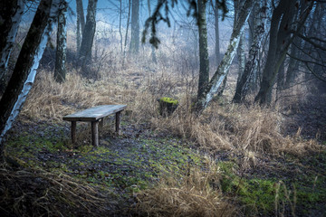 a bench deep in the woods, past the dry grass in the autumn rain