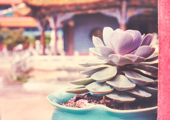 Vintage stylized close up picture of a flower in a pot in a temple in Kunming, selective focus, China.