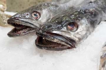 Fish at the market sea fish