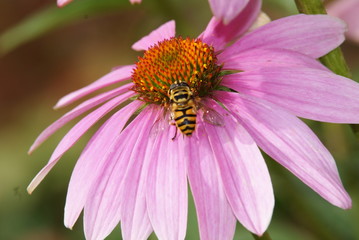 wasp on flower Echinacea