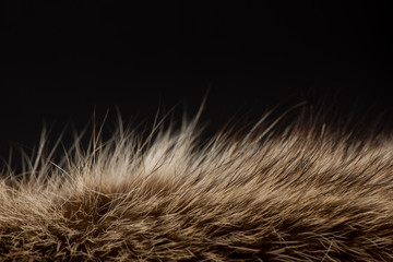 the fur on a black background