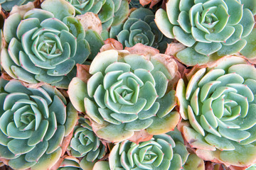 succulent echeveria with dying petals on edges. Echeveria is a large genus of flowering plants native to semi-desert areas of Central America, Mexico and northwestern South America. Drought resistant