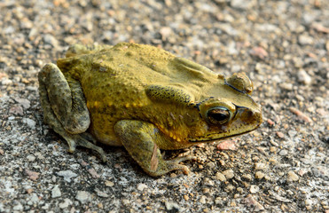 Asian toad (Duttaphryns melanostictus)