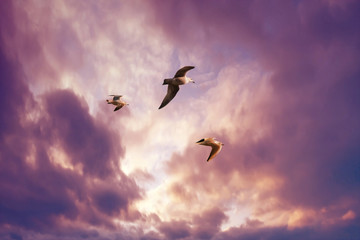Seagulls flying in a sunset sky