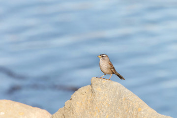 White crown sparrow standing perched on a rock with bay water in background. The white-crowned sparrow (Zonotrichia leucophrys) is a medium-sized sparrow native to North America.
