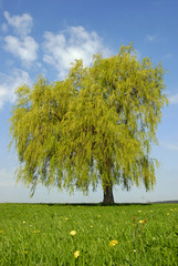 Weide mit frischem Grün © traveldia