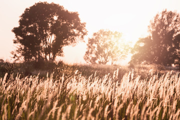 Focusing on blowing flower grass on windy day with blurry silhouetted trees in background inside...