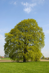 Linde im Frühling