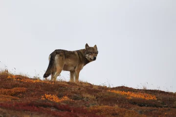 Crédence de cuisine en verre imprimé Denali Grey Wolf (Canis lupus) , Denali National Park, Alaska