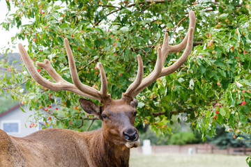 Elk of The Colorado Rocky Mountains