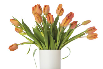 tangerine tulips in white vase isolated