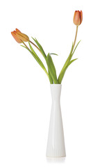 Orange tulips in elegant vase on white background