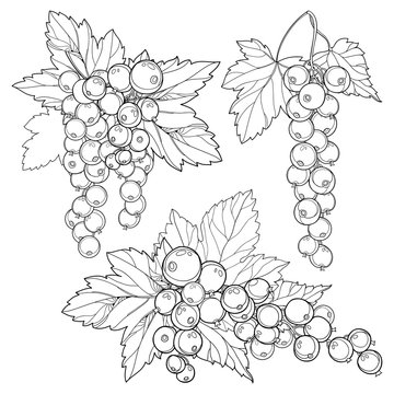 Vector set with outline Red currant bunch, berry and leaves in black isolated on white background. Floral elements with redcurrant fruits in contour style for summer design and coloring book.