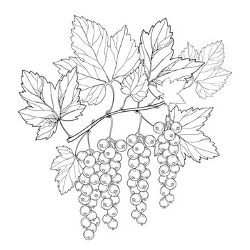 Vector branch with outline Red currant berry and leaves in black isolated on white background. Floral elements with redcurrant fruit bunch in contour style for summer design and coloring book.