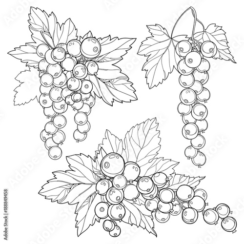 Vector Set With Outline Red Currant Bunch Berry And Leaves In Black Isolated On White
