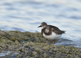 Ruddy Turnstone (Arenaria interpres)